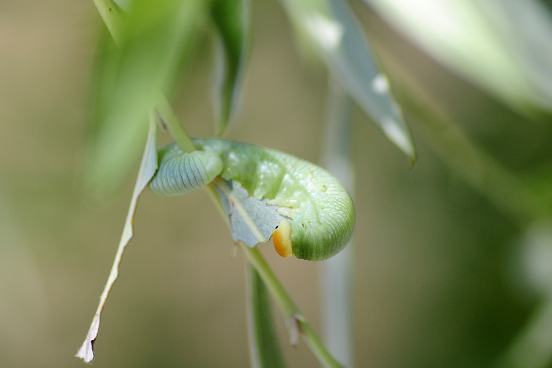 Larva Cimbex femoratus ?